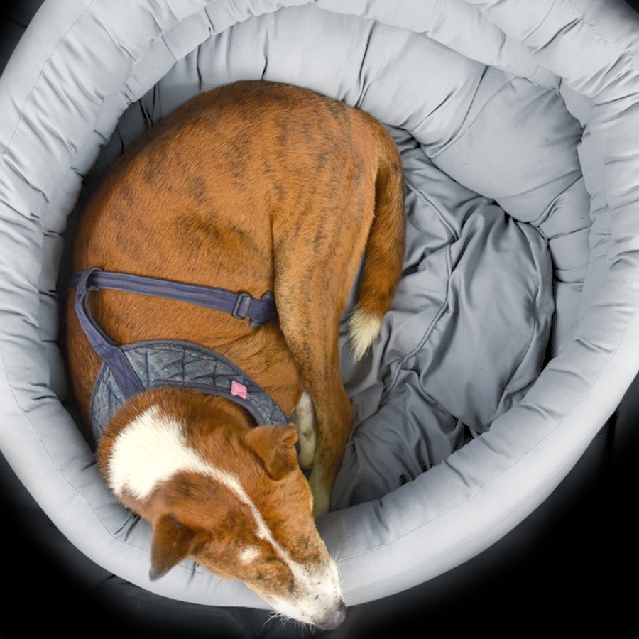 The Triple Do'Nut Disturb Pet Bed
